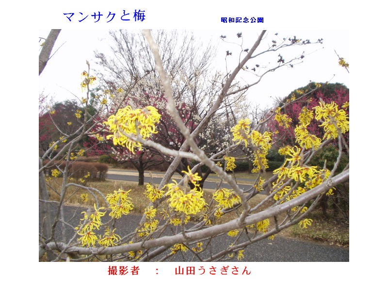 �}���T�N�Ɣ~��